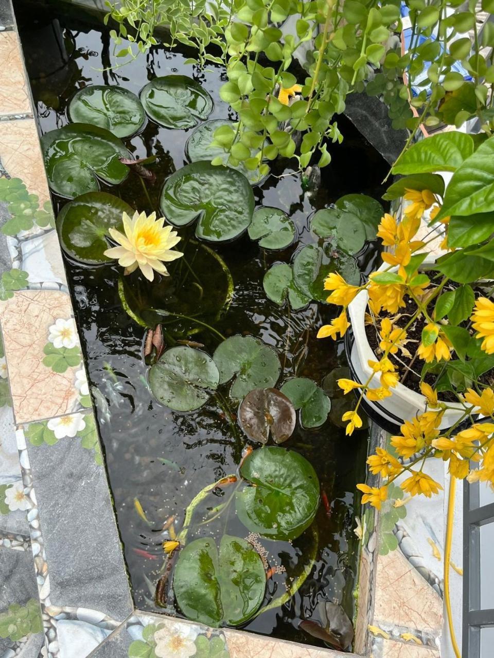 Oasis Homestay Hoi An Luaran gambar